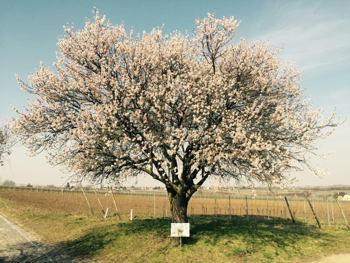 Ferienwohnung Im Paradiesgarten ไดเดสไฮม์ ภายนอก รูปภาพ
